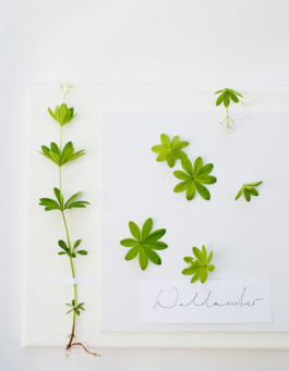 JAN C. BRETTSCHNEIDER