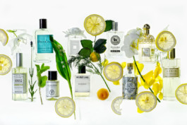 JAN C. BRETTSCHNEIDER