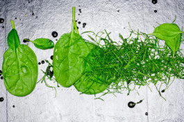 JAN C. BRETTSCHNEIDER