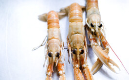 JAN C. BRETTSCHNEIDER