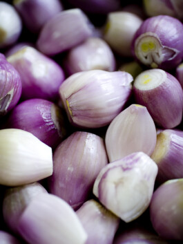 JAN C. BRETTSCHNEIDER