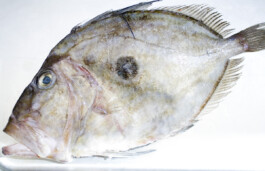 JAN C. BRETTSCHNEIDER