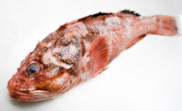 JAN C. BRETTSCHNEIDER