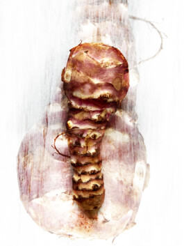 JAN C. BRETTSCHNEIDER