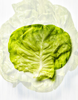 JAN C. BRETTSCHNEIDER