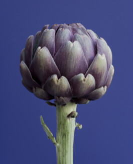 JAN C. BRETTSCHNEIDER