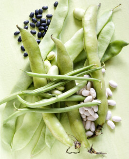 JAN C. BRETTSCHNEIDER