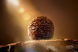 JAN C. BRETTSCHNEIDER