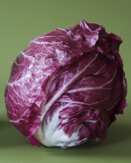 JAN C. BRETTSCHNEIDER