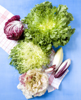 JAN C. BRETTSCHNEIDER