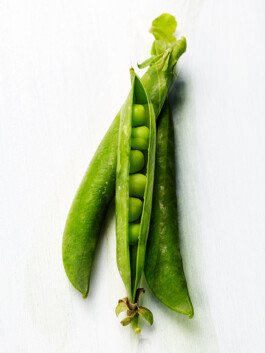 JAN C. BRETTSCHNEIDER