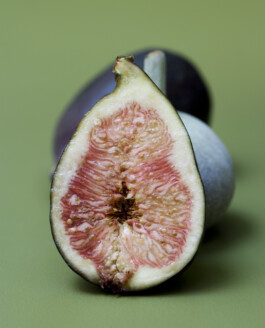 JAN C. BRETTSCHNEIDER