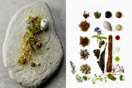 JAN C. BRETTSCHNEIDER