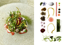 JAN C. BRETTSCHNEIDER