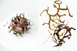 JAN C. BRETTSCHNEIDER