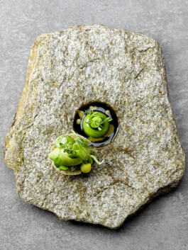 JAN C. BRETTSCHNEIDER