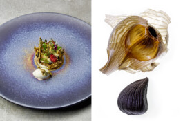 JAN C. BRETTSCHNEIDER