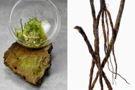 JAN C. BRETTSCHNEIDER