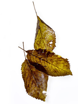 JAN C. BRETTSCHNEIDER