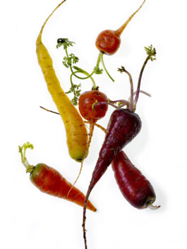 JAN C. BRETTSCHNEIDER