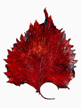 JAN C. BRETTSCHNEIDER