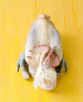 JAN C. BRETTSCHNEIDER