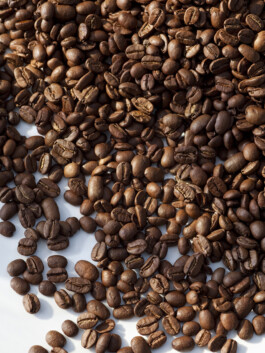 JAN C. BRETTSCHNEIDER