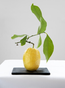 JAN C. BRETTSCHNEIDER