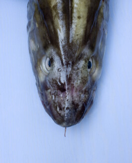 JAN C. BRETTSCHNEIDER