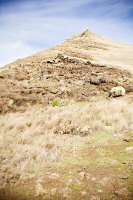 JAN C. BRETTSCHNEIDER