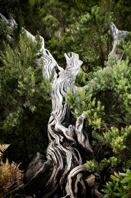 JAN C. BRETTSCHNEIDER