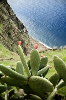 JAN C. BRETTSCHNEIDER