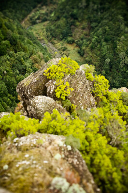 JAN C. BRETTSCHNEIDER