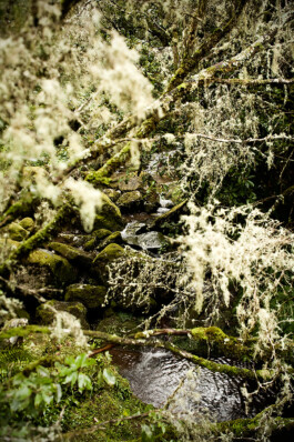 JAN C. BRETTSCHNEIDER