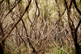 JAN C. BRETTSCHNEIDER