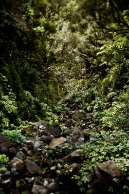 JAN C. BRETTSCHNEIDER