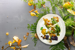 JAN C. BRETTSCHNEIDER