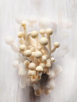 JAN C. BRETTSCHNEIDER