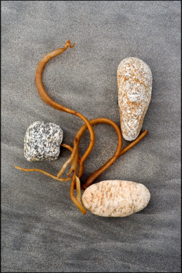 JAN C. BRETTSCHNEIDER