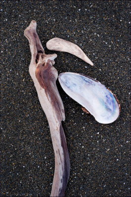 JAN C. BRETTSCHNEIDER