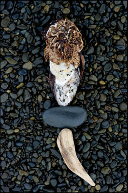 JAN C. BRETTSCHNEIDER