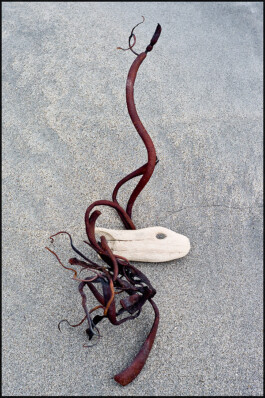 JAN C. BRETTSCHNEIDER