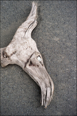 JAN C. BRETTSCHNEIDER