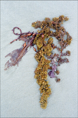 JAN C. BRETTSCHNEIDER