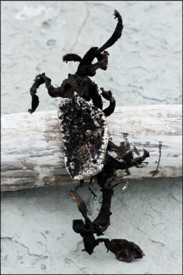 JAN C. BRETTSCHNEIDER