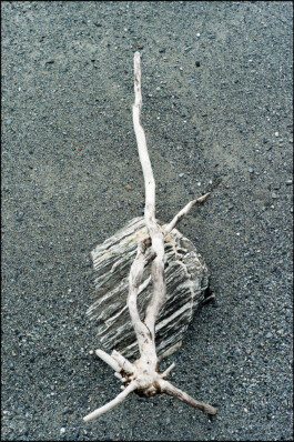 JAN C. BRETTSCHNEIDER