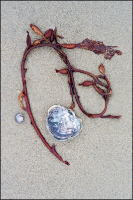 JAN C. BRETTSCHNEIDER