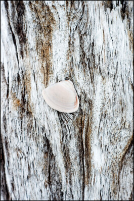 JAN C. BRETTSCHNEIDER