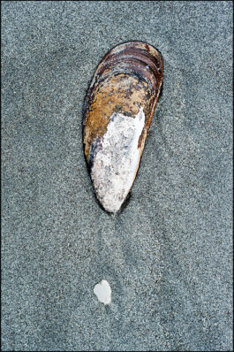 JAN C. BRETTSCHNEIDER