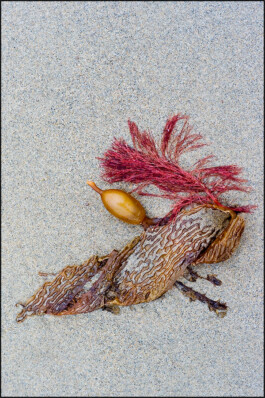 JAN C. BRETTSCHNEIDER